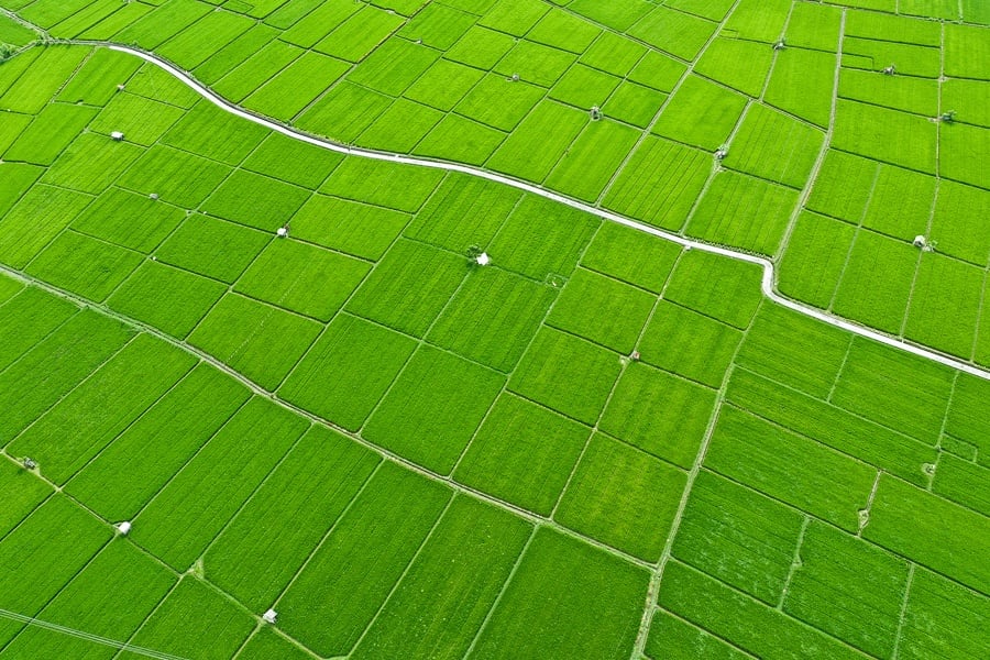 Drone view of green rice fields at Sanur, Denpasar in Bali