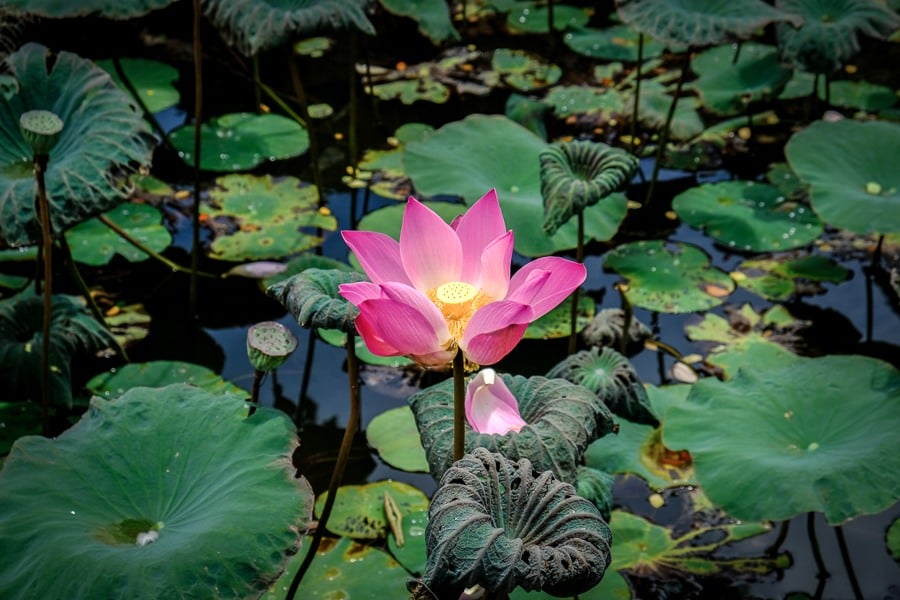 Lotus pond at Pura Saraswati Temple in Ubud Bali