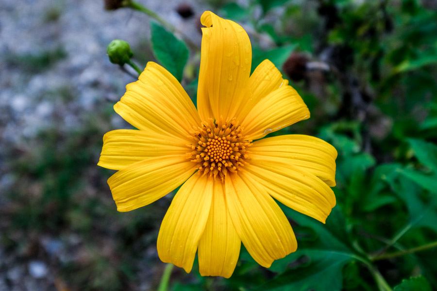 Lake Toba flower in Indonesia