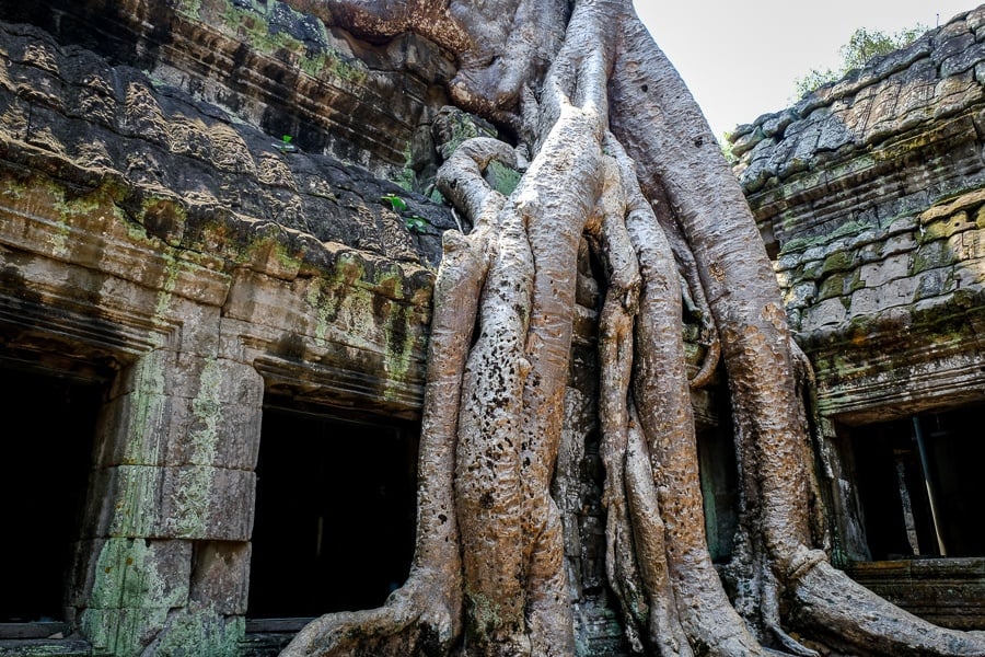 Tree roots at the Ta Prohm Temple Ruins in Angkor Wat, Cambodia