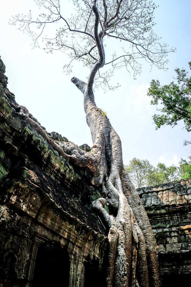 Tree at the Ta Prohm Temple Ruins in Angkor Wat, Cambodia