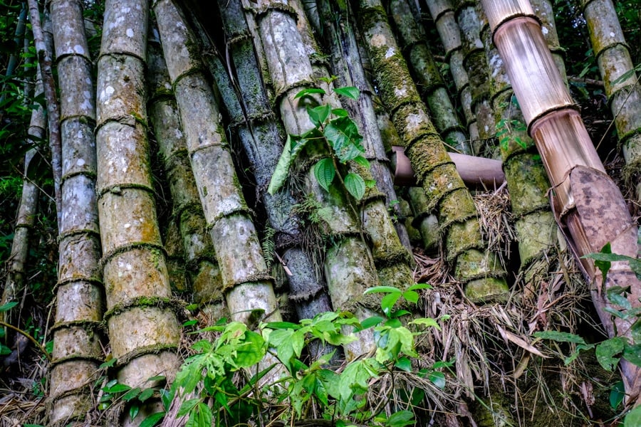 Bamboo forest at in Sulawesi