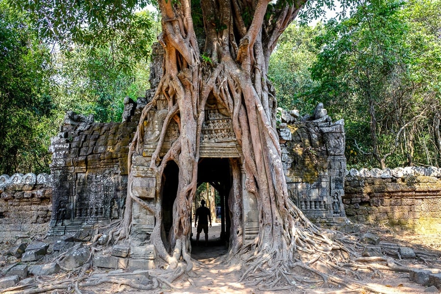 Ta Som tree door at the Angkor Wat in Cambodia