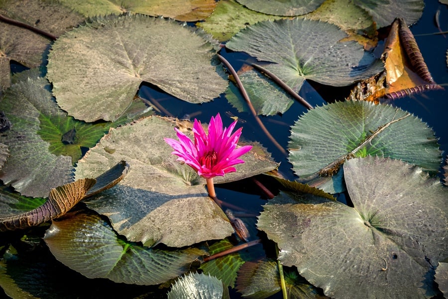 Pink lotus flower in a swamp