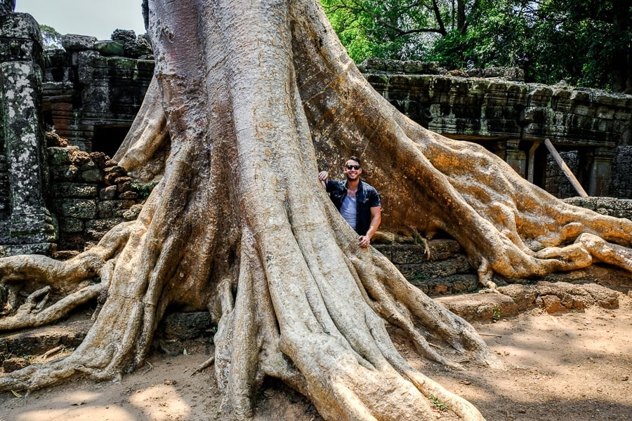 Giant tree root in Cambodia