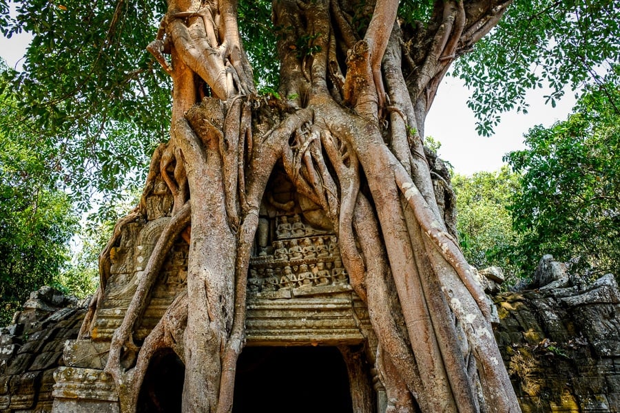 Ta Som tree doorway