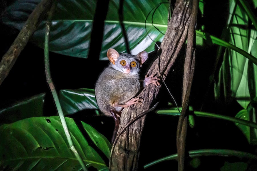 Siau Island Tarsier Pulau Siau Sulawesi Indonesia