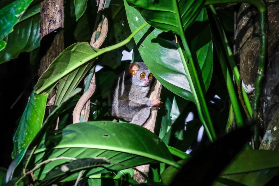 Siau Island Tarsier Pulau Siau Sulawesi Indonesia