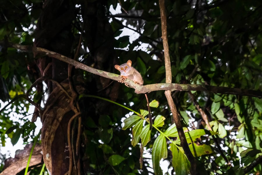 Siau Island Tarsier Pulau Siau Sulawesi Indonesia