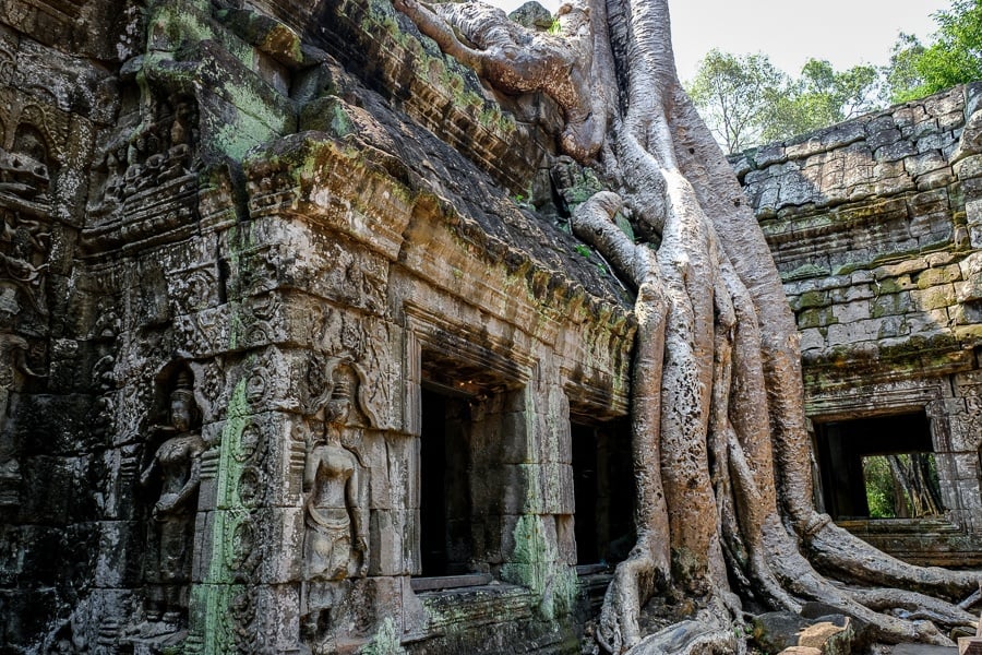 Ta Prohm temple tree root at the Angkor Wat in Cambodia