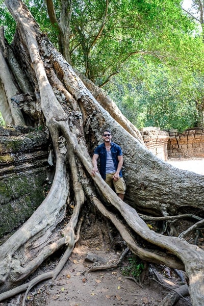 Giant tree root at the Angkor Wat temple in Cambodia