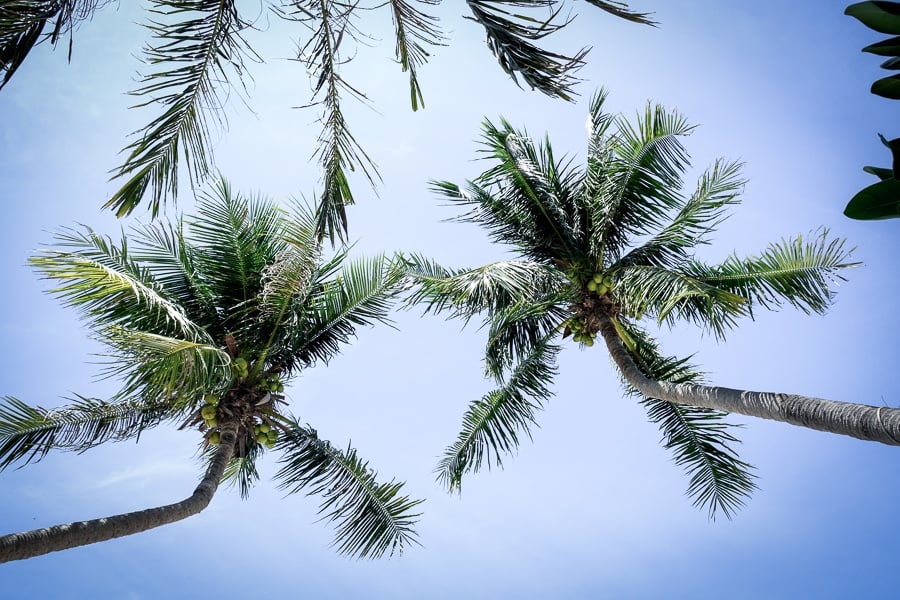 Koh Tao palm trees