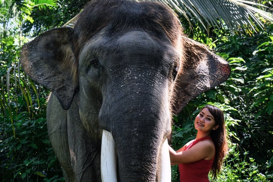 elephant sanctuary bali elephant bali mason elephant park ubud