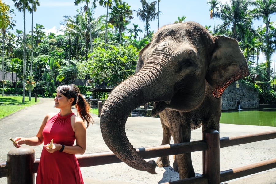 elephant sanctuary bali elephant bali mason elephant park ubud