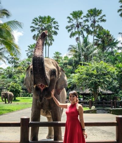 elephant sanctuary bali elephant bali mason elephant park ubud