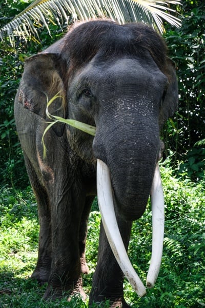 elephant sanctuary bali elephant bali mason elephant park ubud