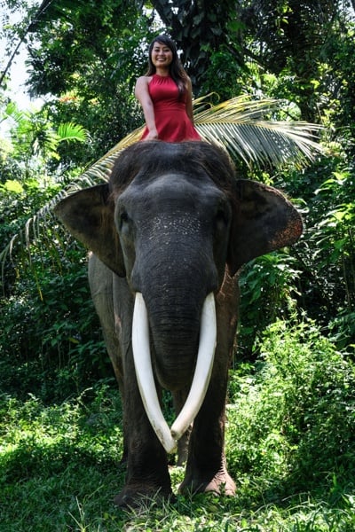 elephant sanctuary bali elephant bali mason elephant park