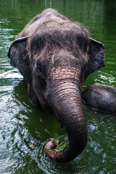 Bali Elephant Bathing