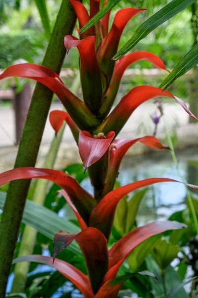 Red jungle plant