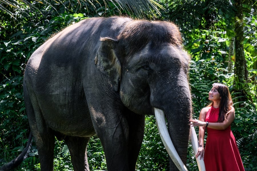 elephant sanctuary bali elephant bali mason elephant park ubud