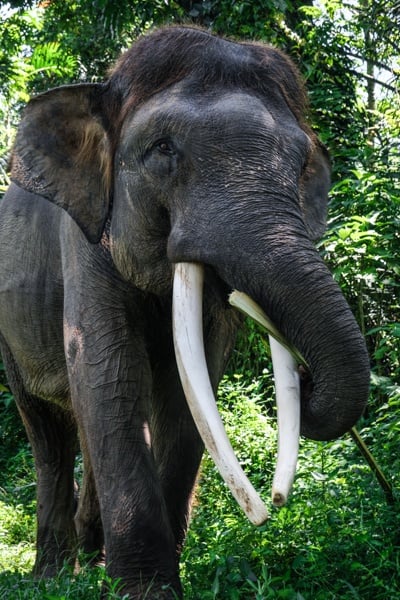 elephant sanctuary bali elephant bali mason elephant park ubud