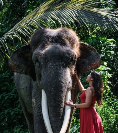 elephant sanctuary bali elephant bali mason elephant park ubud