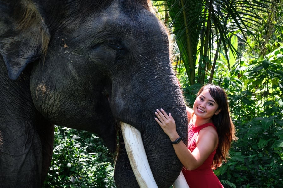 elephant sanctuary bali elephant bali mason elephant park ubud