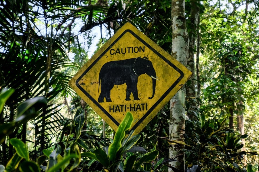 Elephant sign crossing