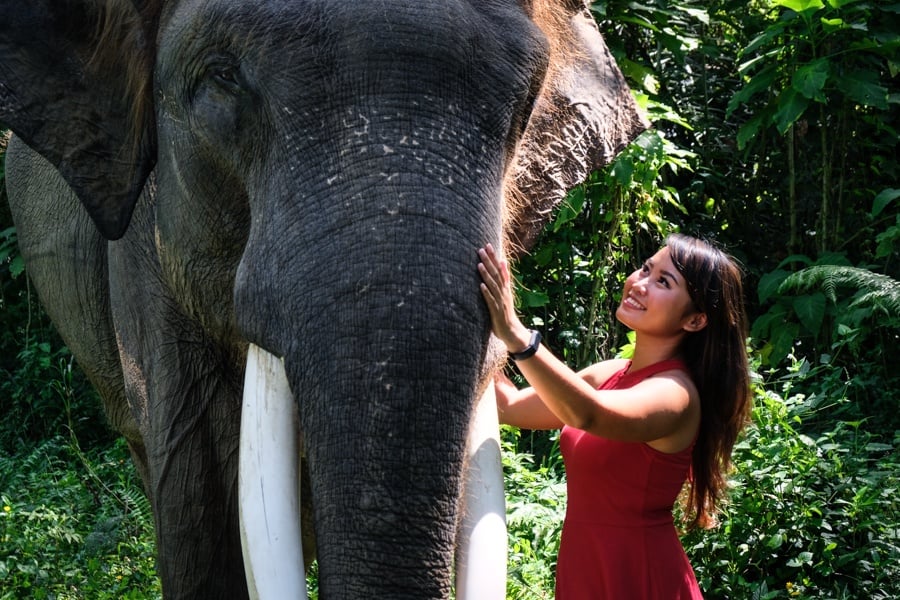 elephant sanctuary bali elephant bali mason elephant park ubud