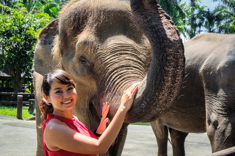 elephant sanctuary bali elephant bali mason elephant park ubud