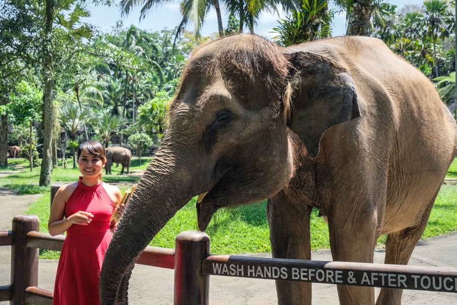 elephant sanctuary bali elephant bali mason elephant park