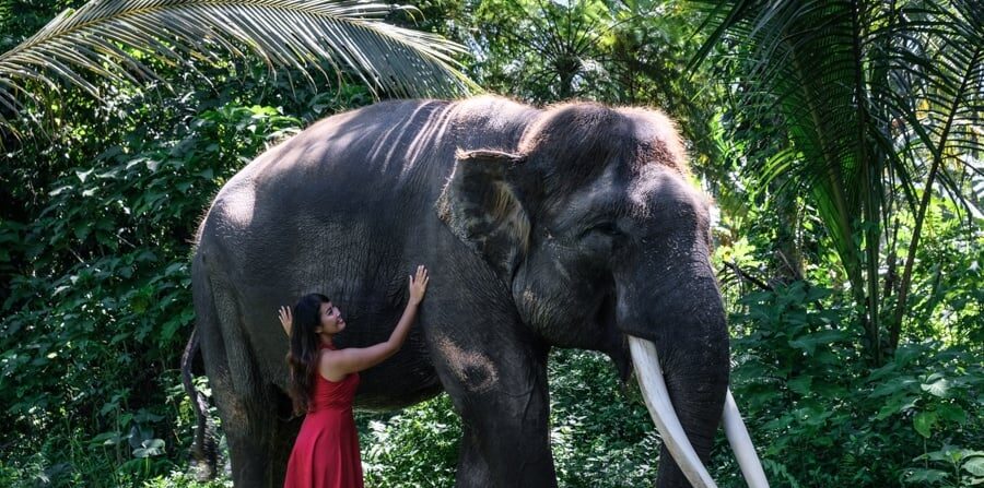 elephant sanctuary bali elephant bali mason elephant park