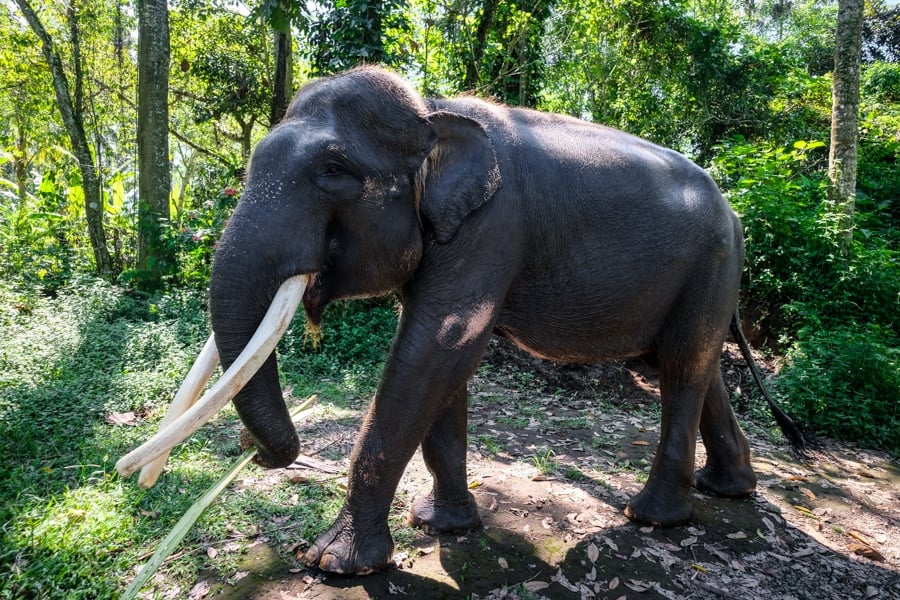 elephant sanctuary bali elephant bali mason elephant park