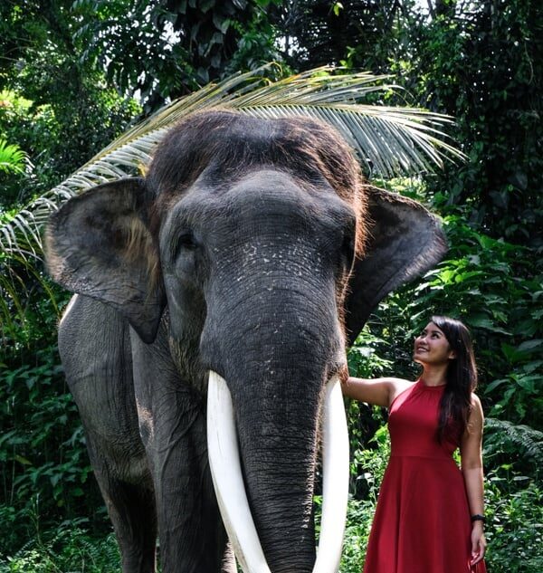 elephant sanctuary bali elephant bali mason elephant park